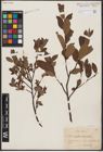 Foto von Salix aurita L. x Salix myrtilloides L.